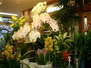 青森県十和田市の花屋 はな仙にフラワーギフトはお任せください 当店は 安心と信頼の花キューピット加盟店です 花キューピットタウン